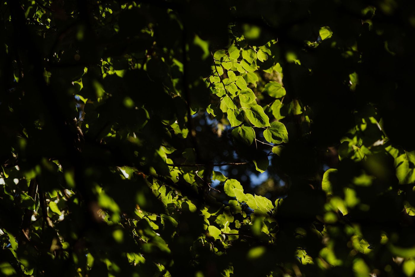 Sunlit leaves against deep woodland shade