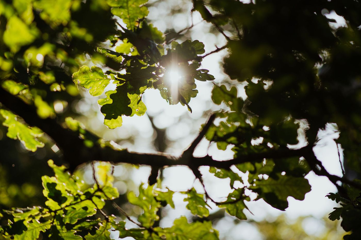 Sunlight through oak leaves