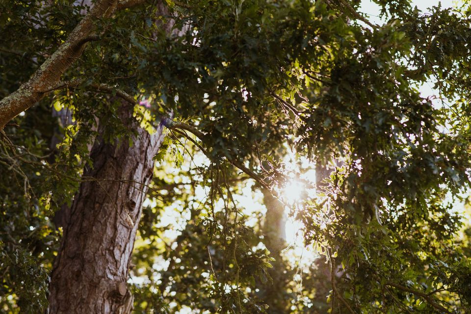 Warm sunbeam through the oak canopy